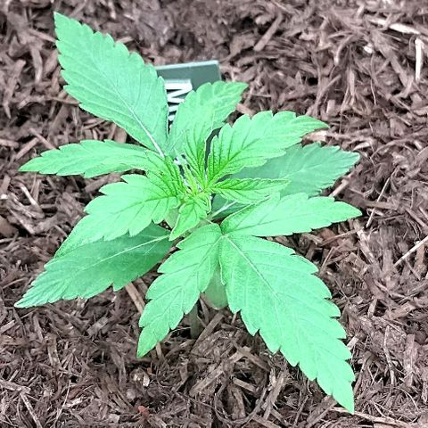 Milky Way growlog timeline photo