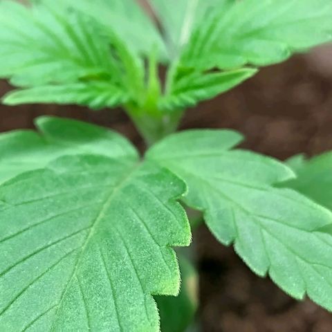 Epsilon growlog timeline photo