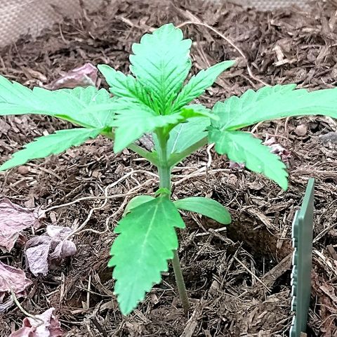 Epsilon growlog timeline photo
