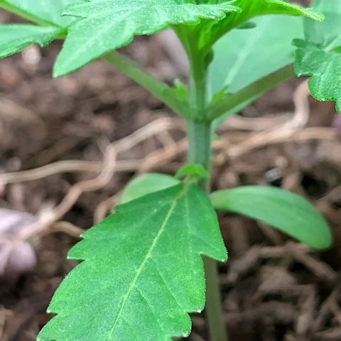 Epsilon growlog timeline photo