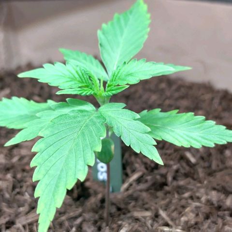 Cosmos growlog timeline photo