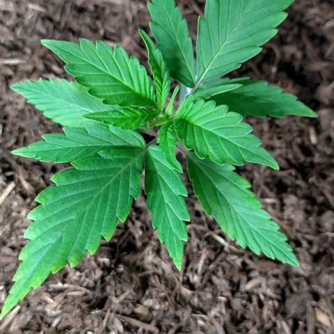 Cosmos growlog timeline photo