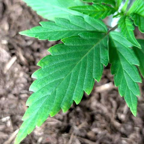 Cosmos growlog timeline photo