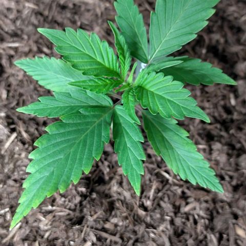 Cosmos growlog timeline photo