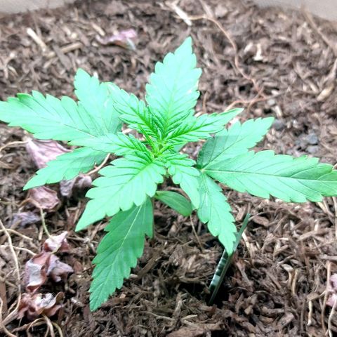Epsilon growlog timeline photo