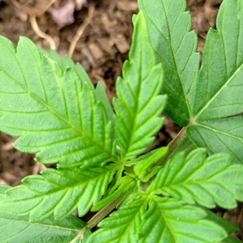 Epsilon growlog timeline photo