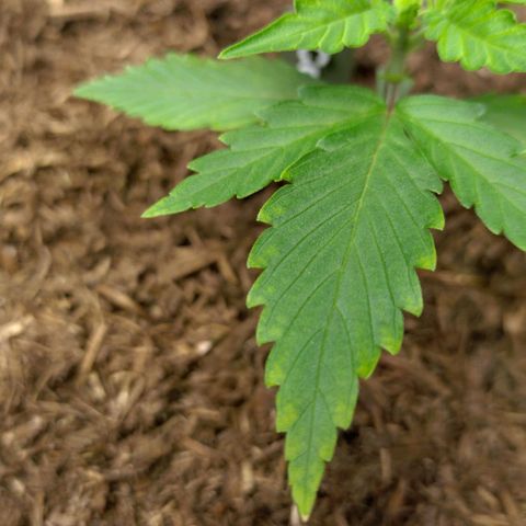 Cosmos growlog photo: Wird das gelb schlimmer?