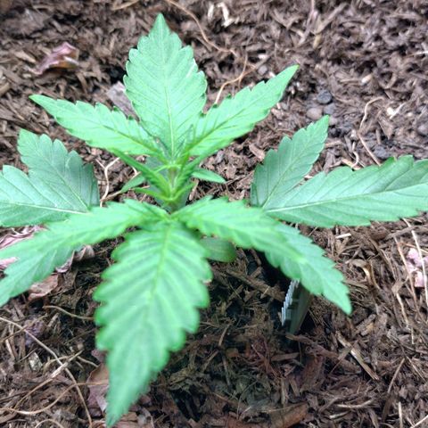 Epsilon growlog timeline photo
