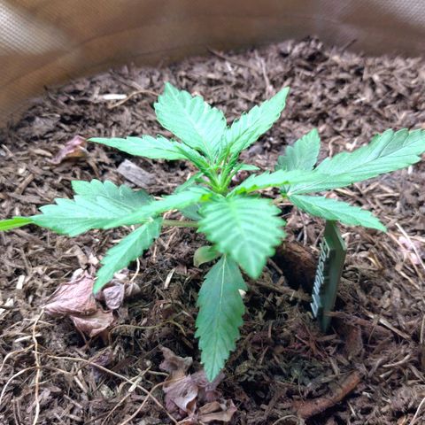 Epsilon growlog timeline photo