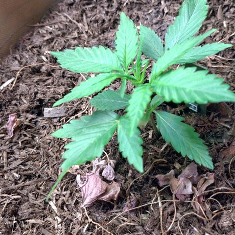 Epsilon growlog timeline photo