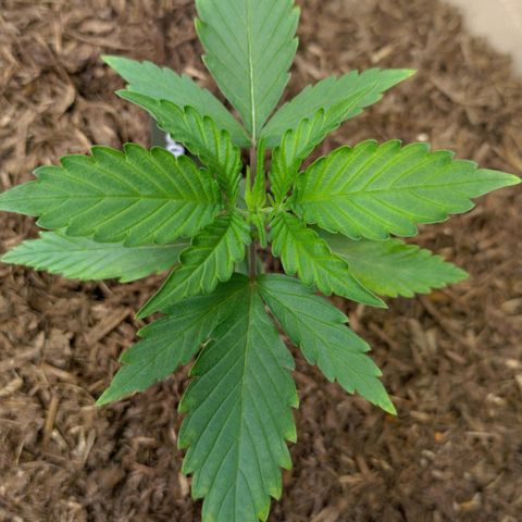 Cosmos growlog photo: Wird das gelb schlimmer?