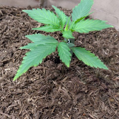 Cosmos growlog photo: Wird das gelb schlimmer?