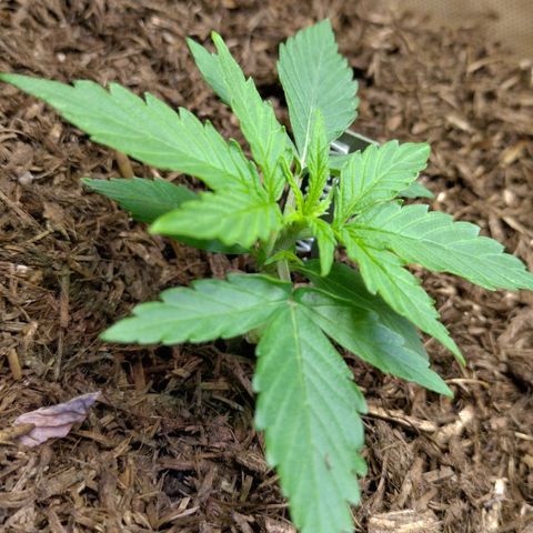 Milky Way growlog timeline photo