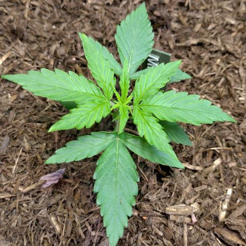 Milky Way growlog timeline photo