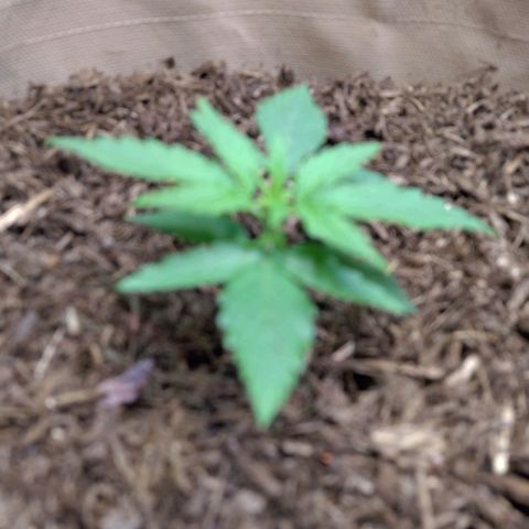 Milky Way growlog timeline photo