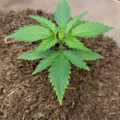 Cosmos growlog photo: Wir immer gelber