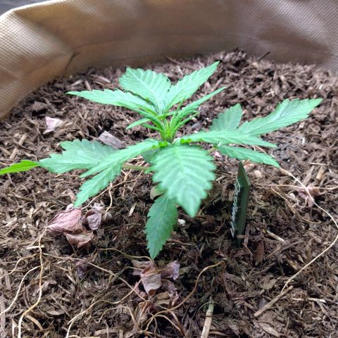 Epsilon growlog timeline photo