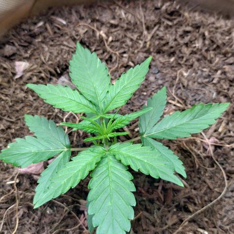 Epsilon growlog timeline photo