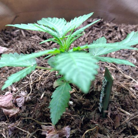 Epsilon growlog timeline photo