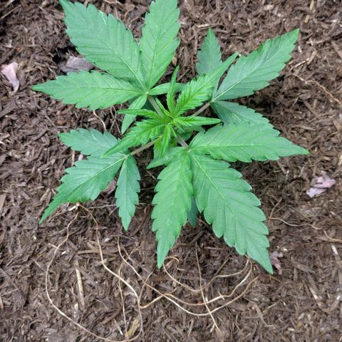 Epsilon growlog timeline photo