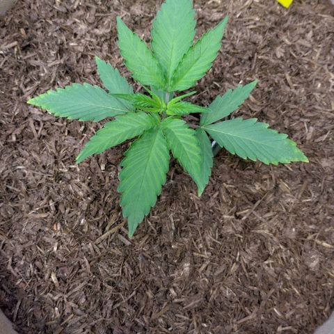 Cosmos growlog photo: Wird das gelb besser? Ich weiss nicht 