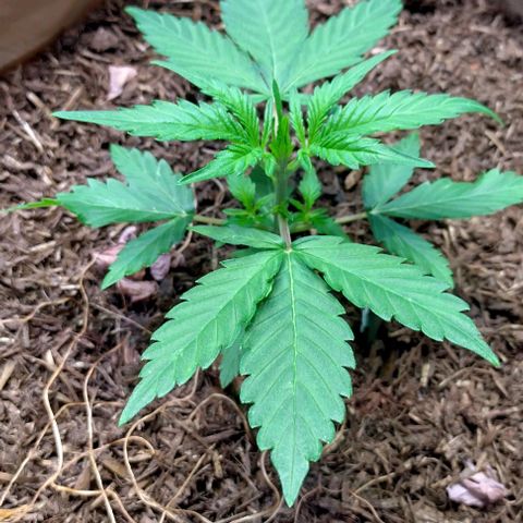 Epsilon growlog timeline photo