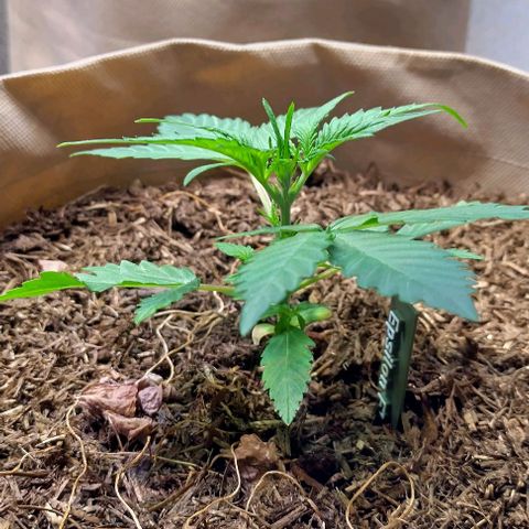 Epsilon growlog timeline photo