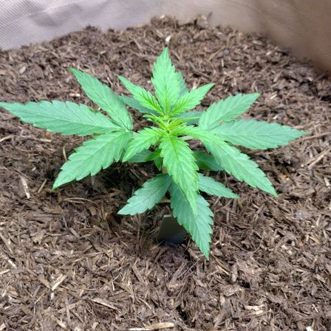 Milky Way growlog timeline photo