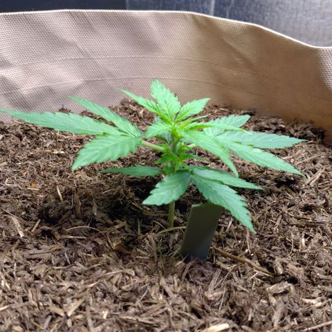 Milky Way growlog timeline photo