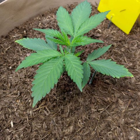 Cosmos growlog timeline photo