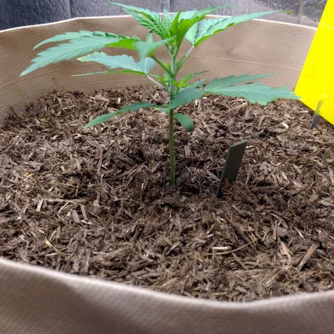 Cosmos growlog timeline photo