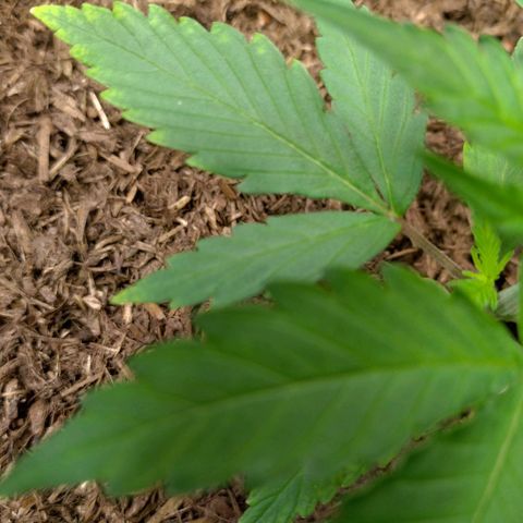 Cosmos growlog timeline photo
