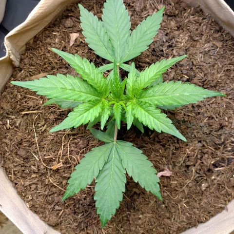 Epsilon growlog photo: Seit Samstag nochmal richtig zugelegt 