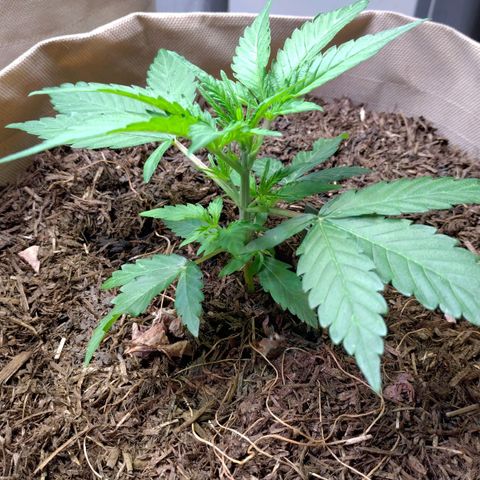 Epsilon growlog photo: Seit Samstag nochmal richtig zugelegt 