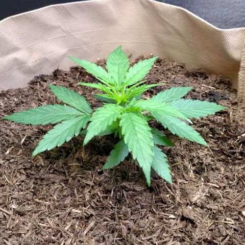Milky Way growlog timeline photo