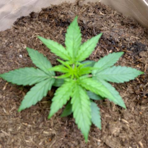 Milky Way growlog timeline photo