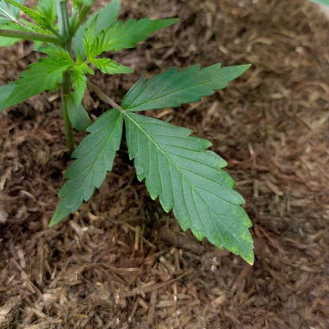 Cosmos growlog timeline photo