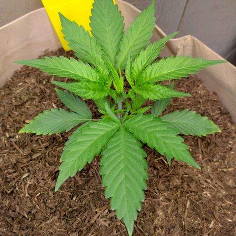 Cosmos growlog timeline photo