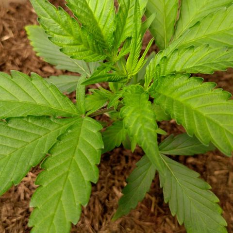 Cosmos growlog timeline photo