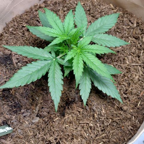 Milky Way growlog timeline photo