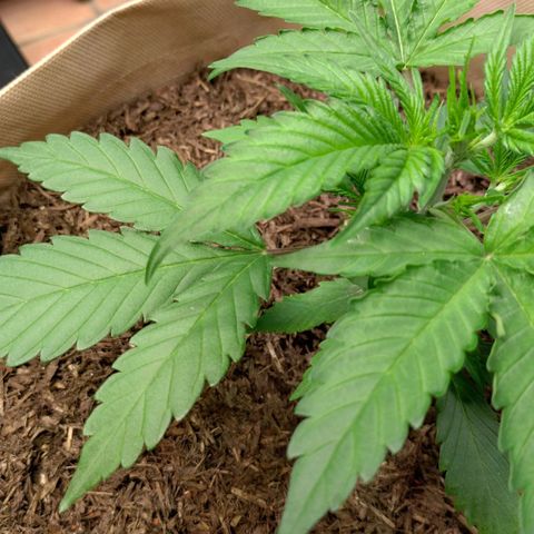 Cosmos growlog timeline photo