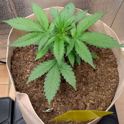 Cosmos growlog timeline photo