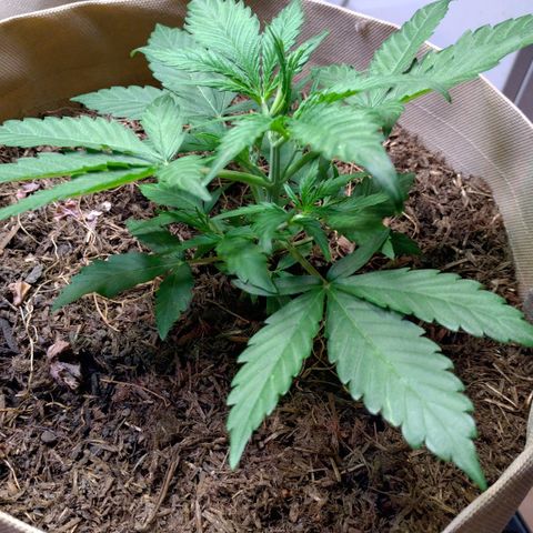 Epsilon growlog timeline photo