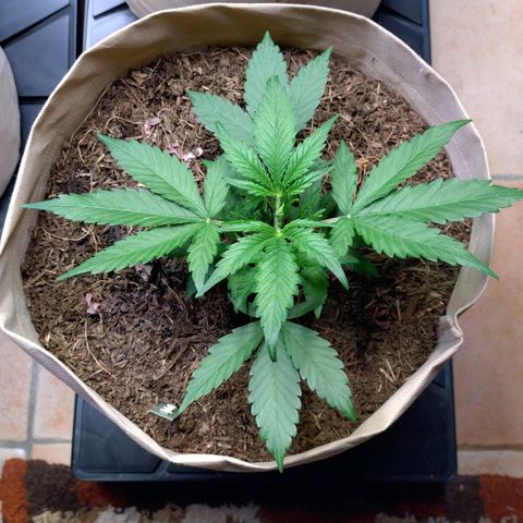 Epsilon growlog timeline photo