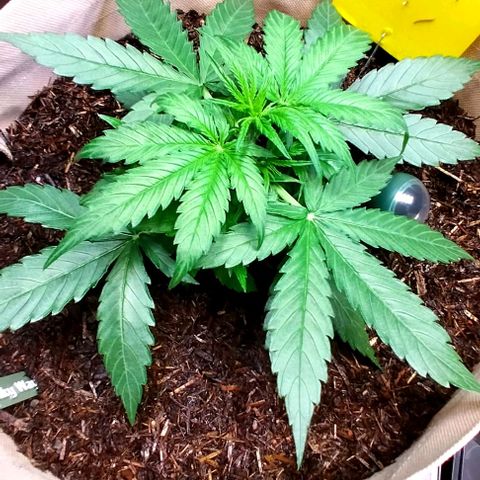 Milky Way growlog timeline photo