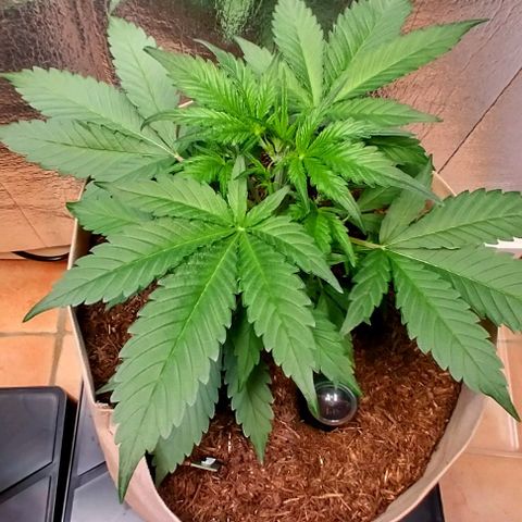 Cosmos growlog timeline photo