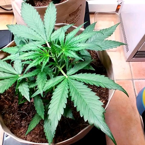 Epsilon growlog timeline photo