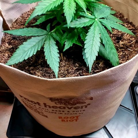 Milky Way growlog timeline photo