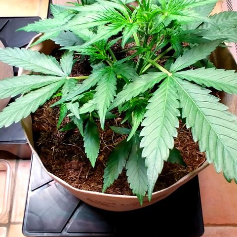 Epsilon growlog timeline photo