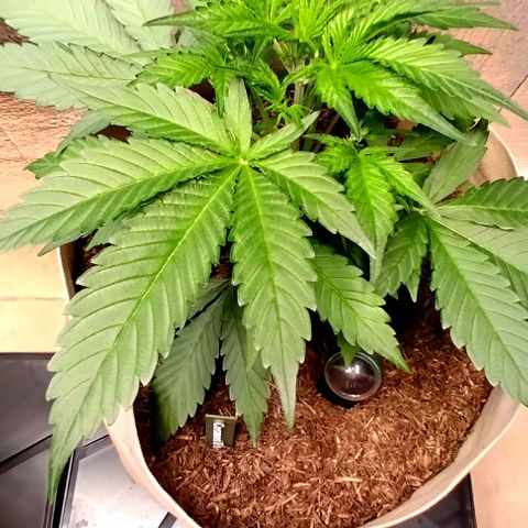 Cosmos growlog timeline photo